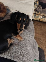 Miniature Dachshund dogs BLACK & CREAM KC REG MINI L HAIRED PRA CLEAR PUPS - Advert 7