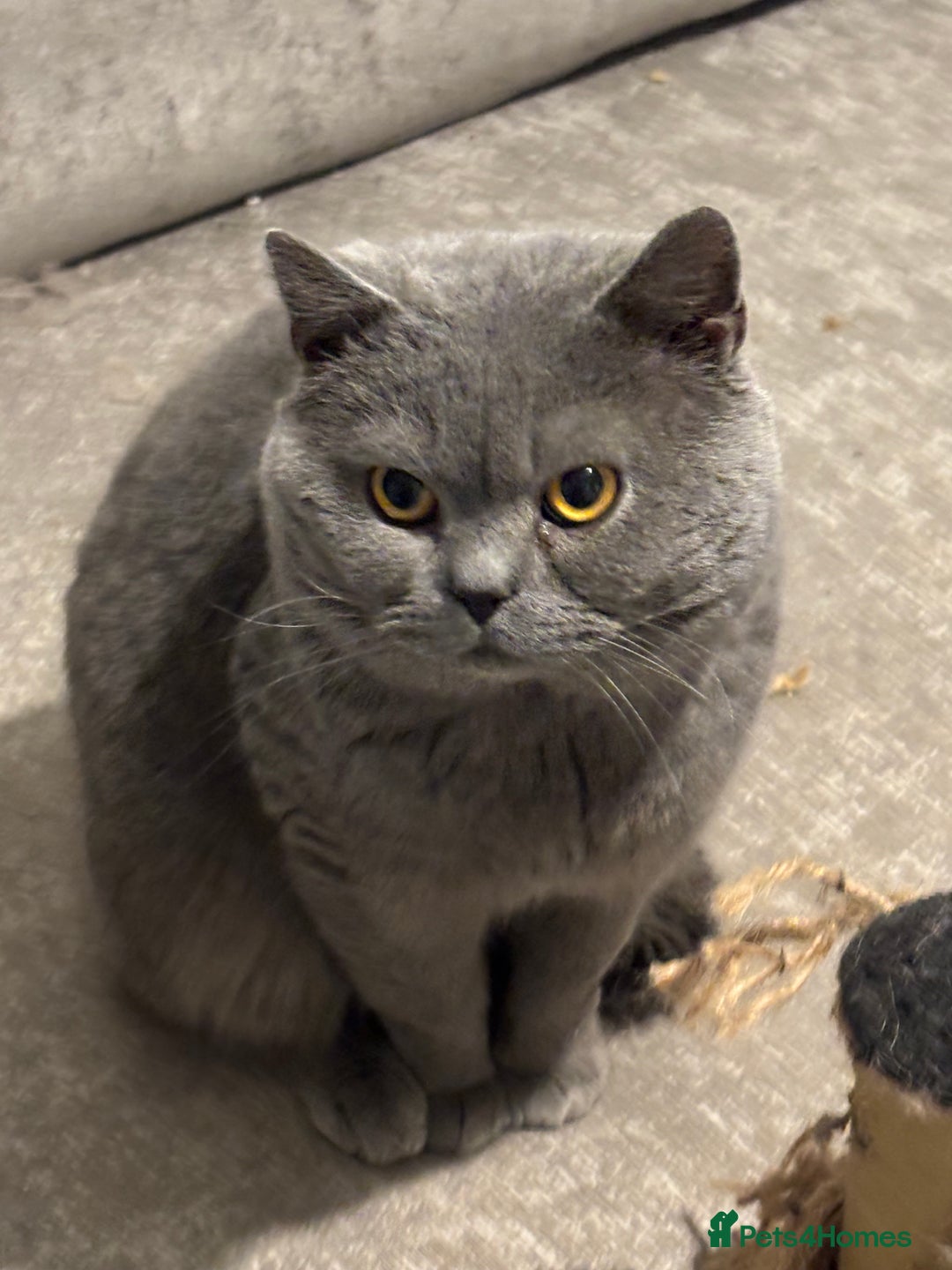 British Shorthair cats for stud: Superb quality, Proven Active Stud, blood B in Burton-on-Trent - Advert 2