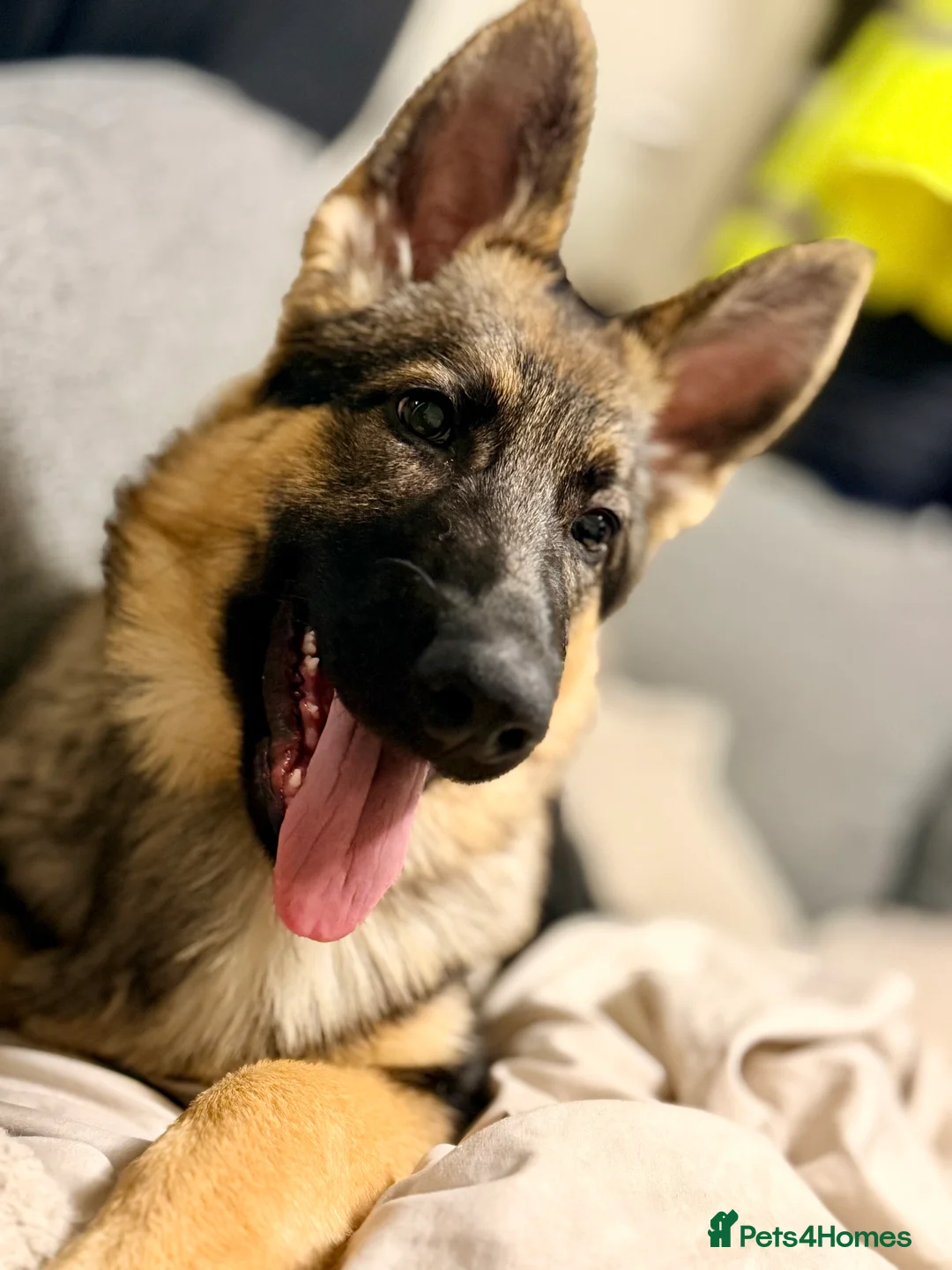 German Shepherd dogs for sale: 4.5 month old male German Shephard - Advert 3