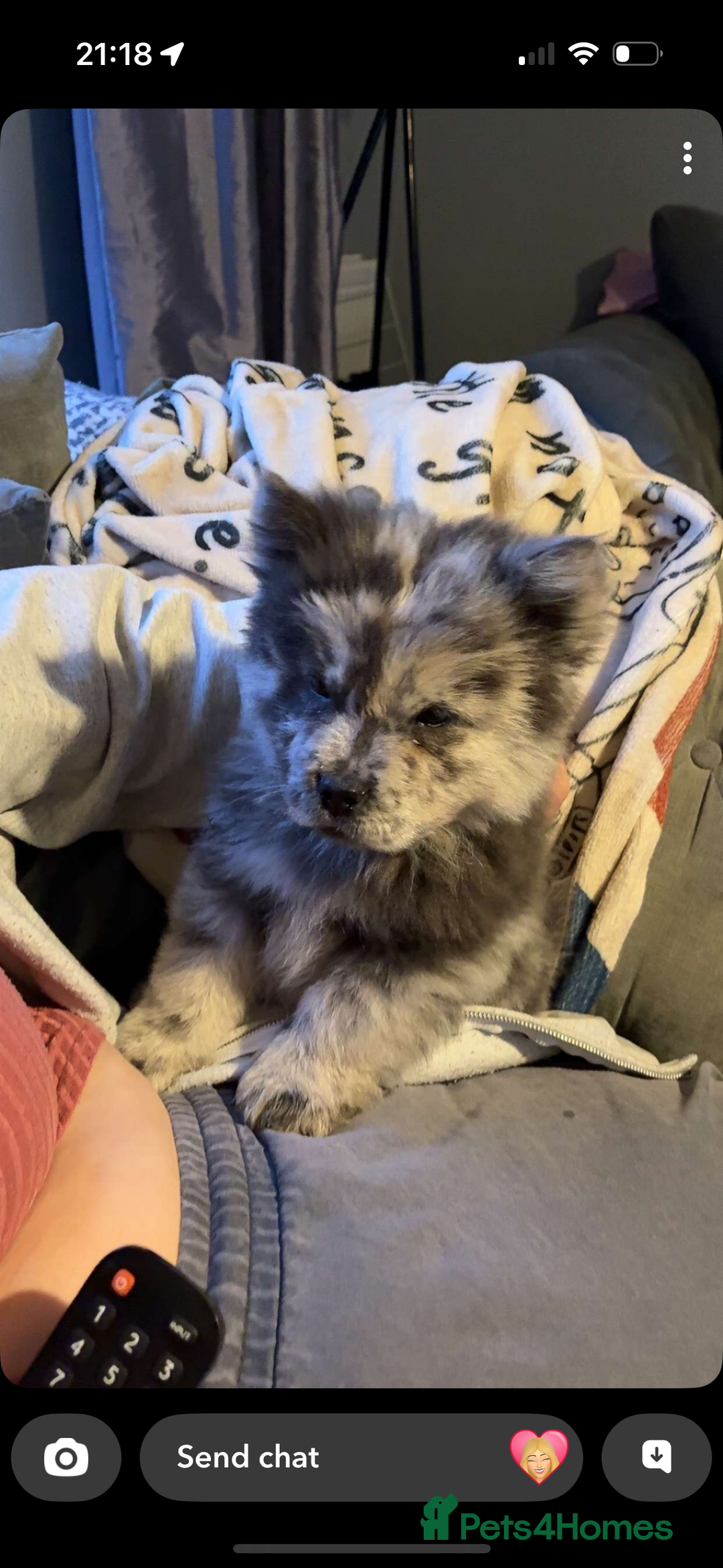 Chow Chow dogs for sale: Beautiful silver/ blue merle boy 💙 - Image 8