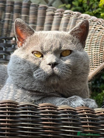 British Shorthair cats GCCF Active Registered Blue British Shorthair in Bristol - Advert 8