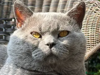 British Shorthair cats GCCF Active Registered Blue British Shorthair in Bristol - Advert 9