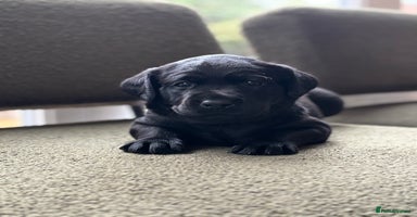 Labrador Retriever dogs - Advert 10