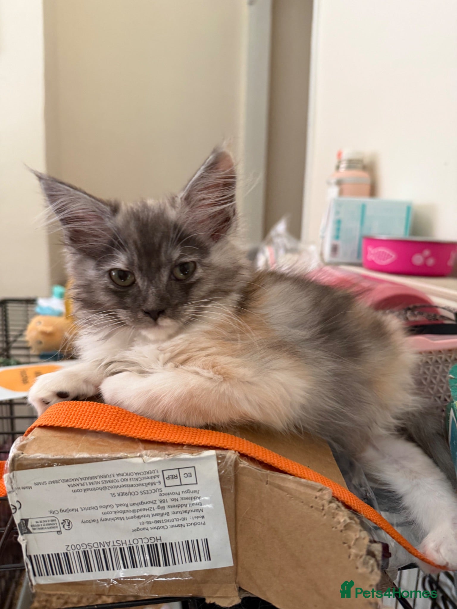 Maine Coon cats Maincoon X Ragdoll super soft kittens - Advert 1