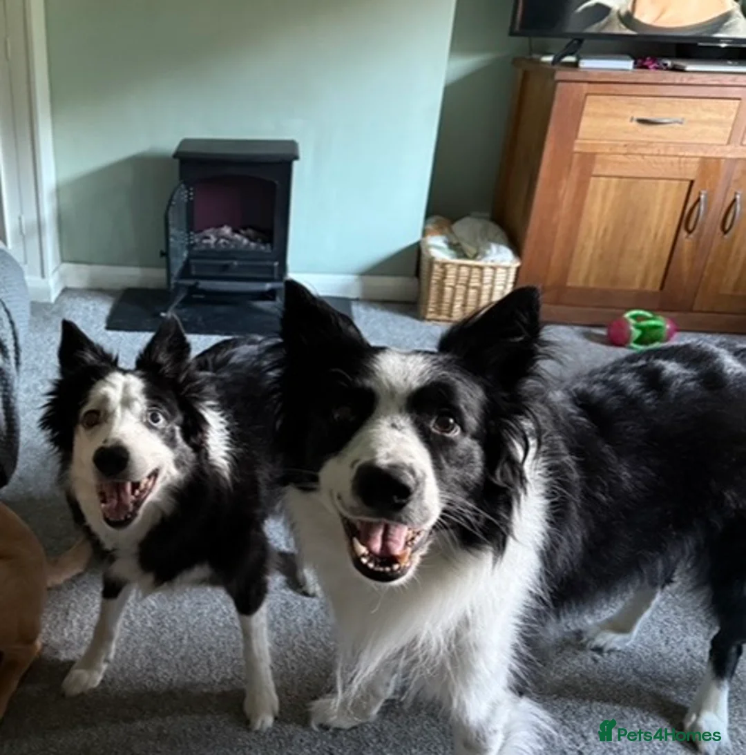 Border Collie dogs for sale: Male Border Collie 4 years - Advert 2