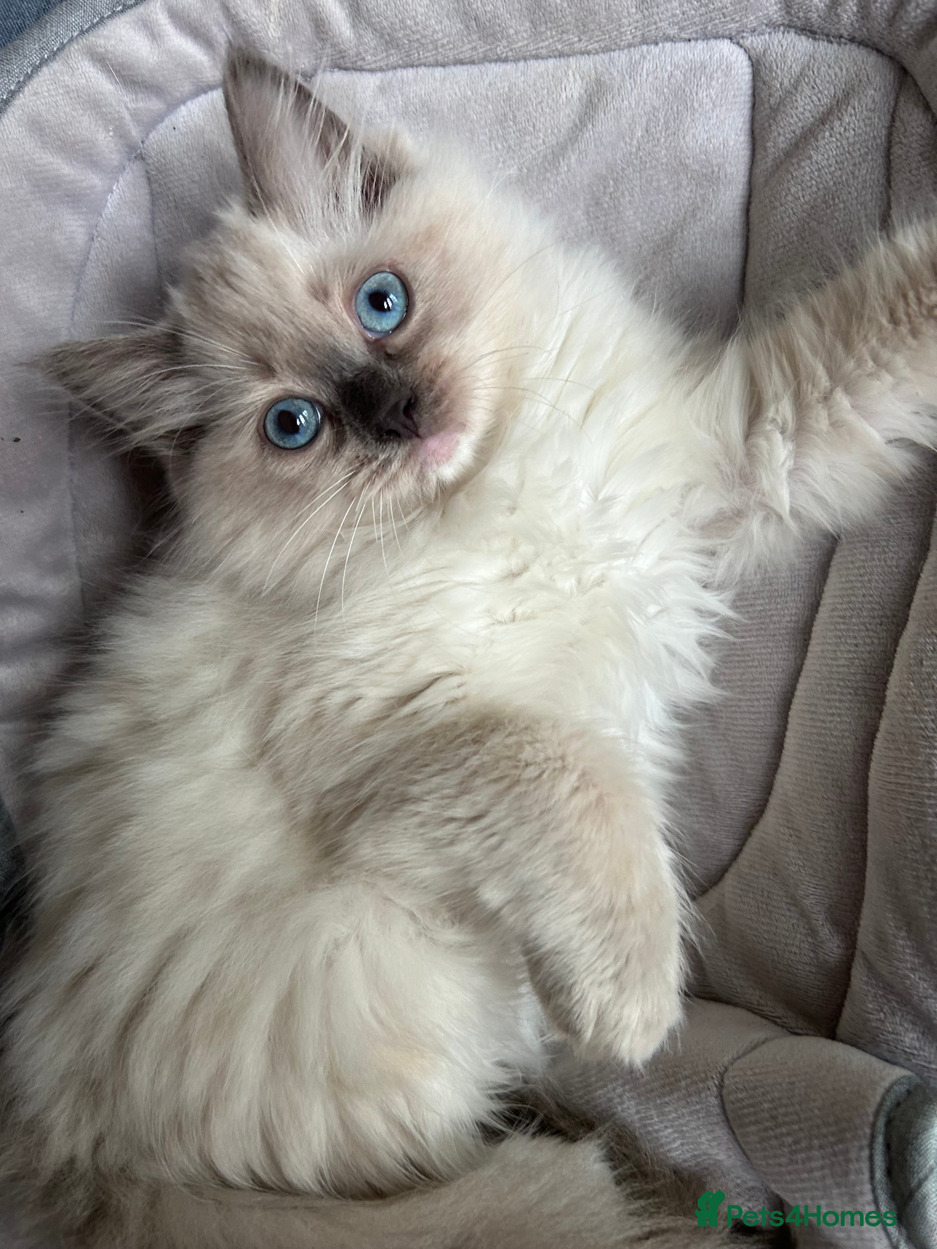 Ragdoll cats Quality Ragdoll Cherubim Mink Smoke Kittens - Advert 1