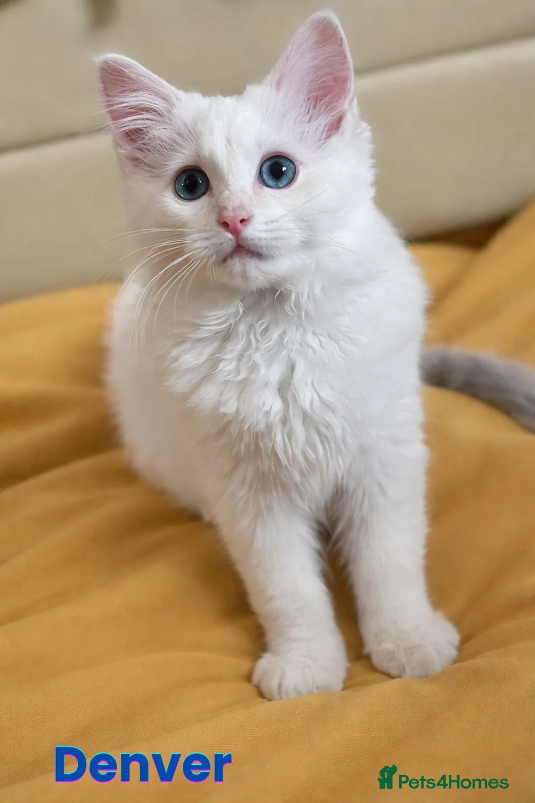 Ragdoll cats for sale: GCCF Registered Red Boys ready to go - Advert 10