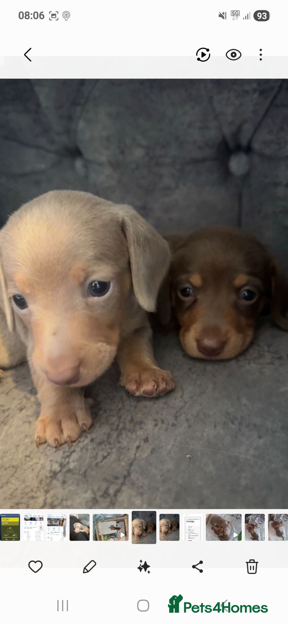 Miniature Dachshund dogs 2 miniture dachshunds 1 boy 1 girl - Advert 8