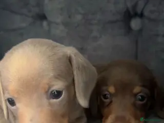 Miniature Dachshund dogs 2 miniture dachshunds 1 boy 1 girl - Advert 8