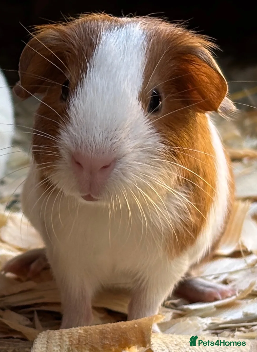 Guinea Pig rodents for sale: Pair of girl and boy baby guinea pigs - Advert 2