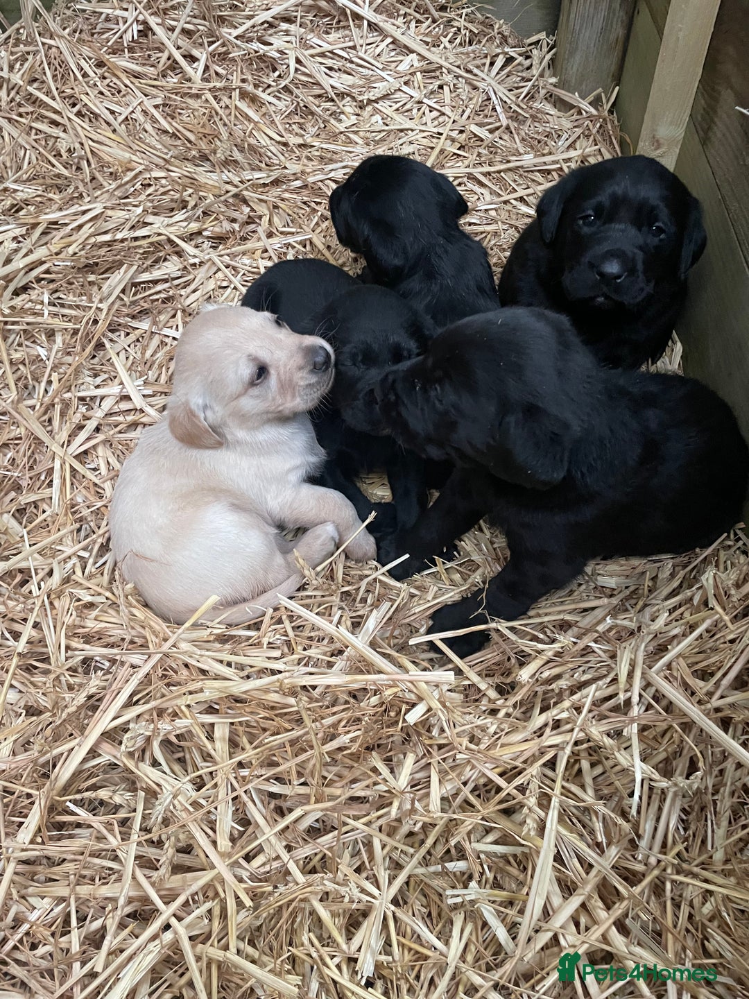 Labrador Retriever dogs for sale: Black Labrador pups for sale - Advert 7