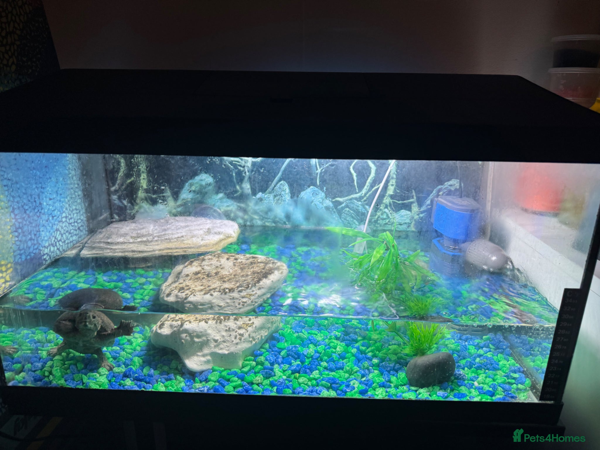 Turtle reptiles Musk turtles  - Advert 2