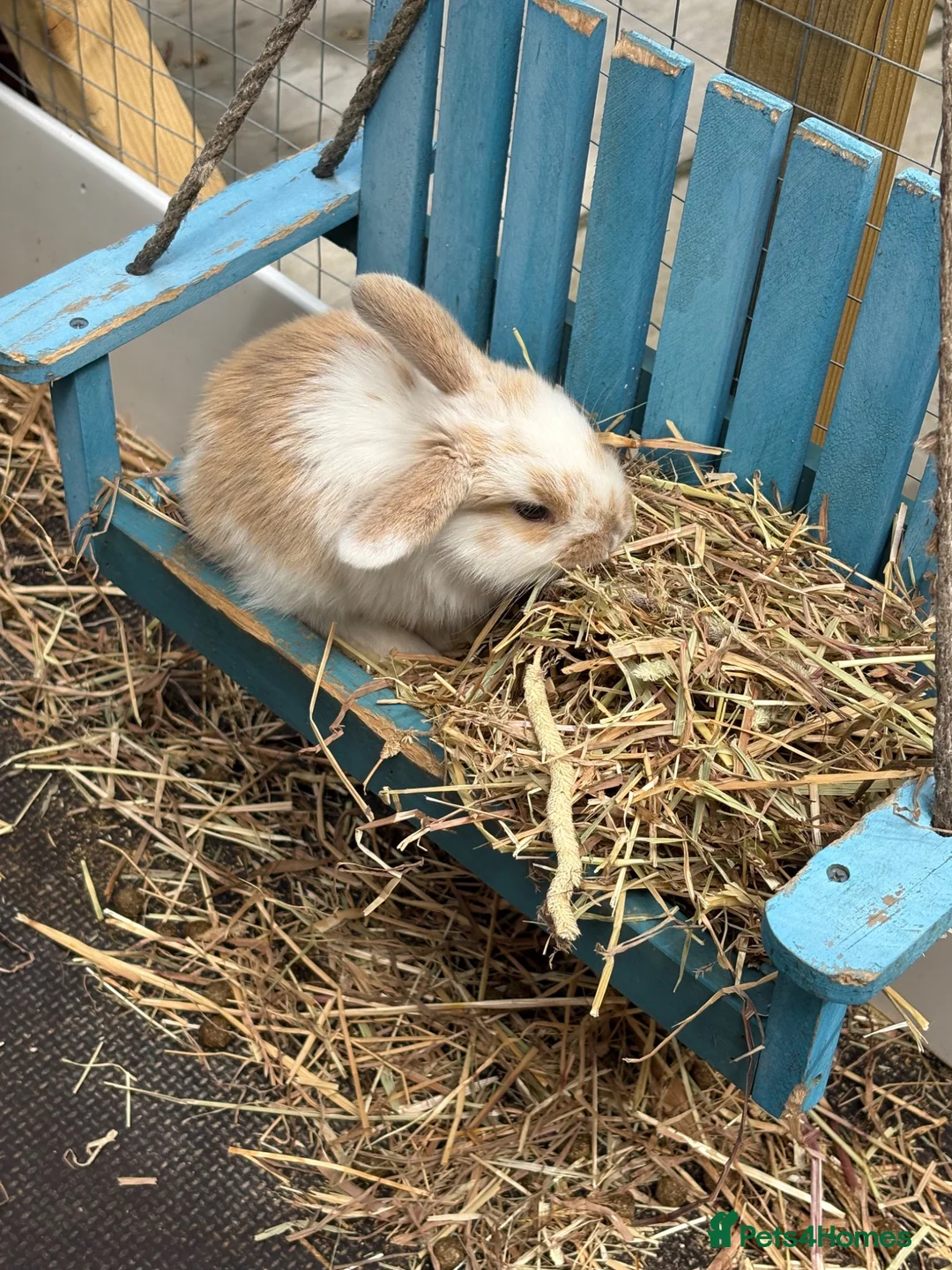 English Lop rabbits for sale: Beautiful bunnies looking for a forever home in Nuneaton - Advert 10