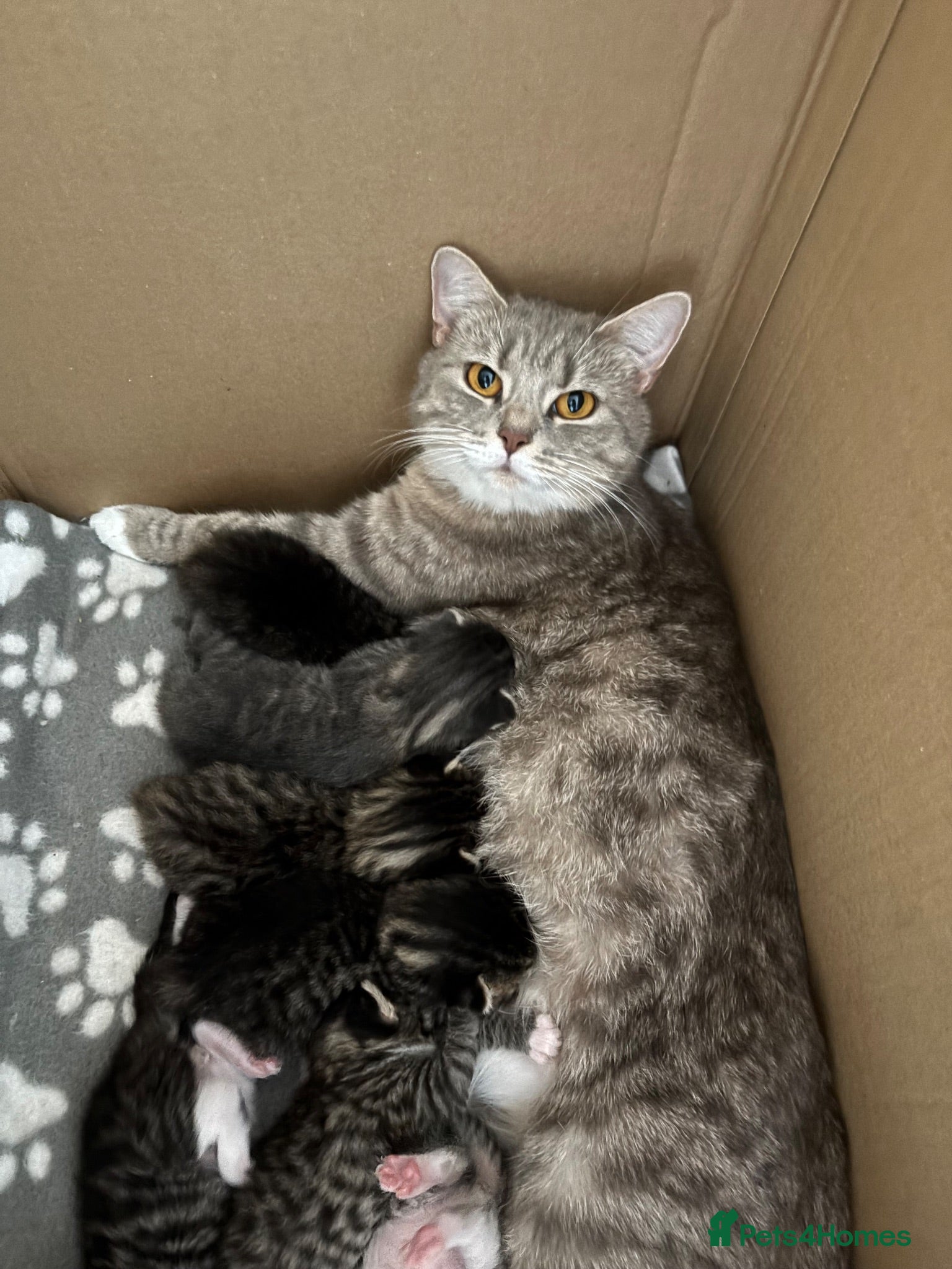 British Shorthair cats British shorthair cross - Advert 1