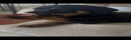 Rottweiler dogs for sale: Stunning litter of Rottweiler babies  - Advert 13