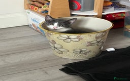 Russian Blue cats for sale: Incredible kittens  - Image 12