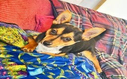 Mixed Breed dogs for sale: 3 dogs available due to death of partner  - Advert 1