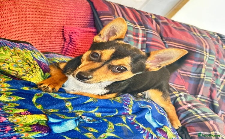 Mixed Breed dogs 3 dogs available due to death of partner  - Advert 2