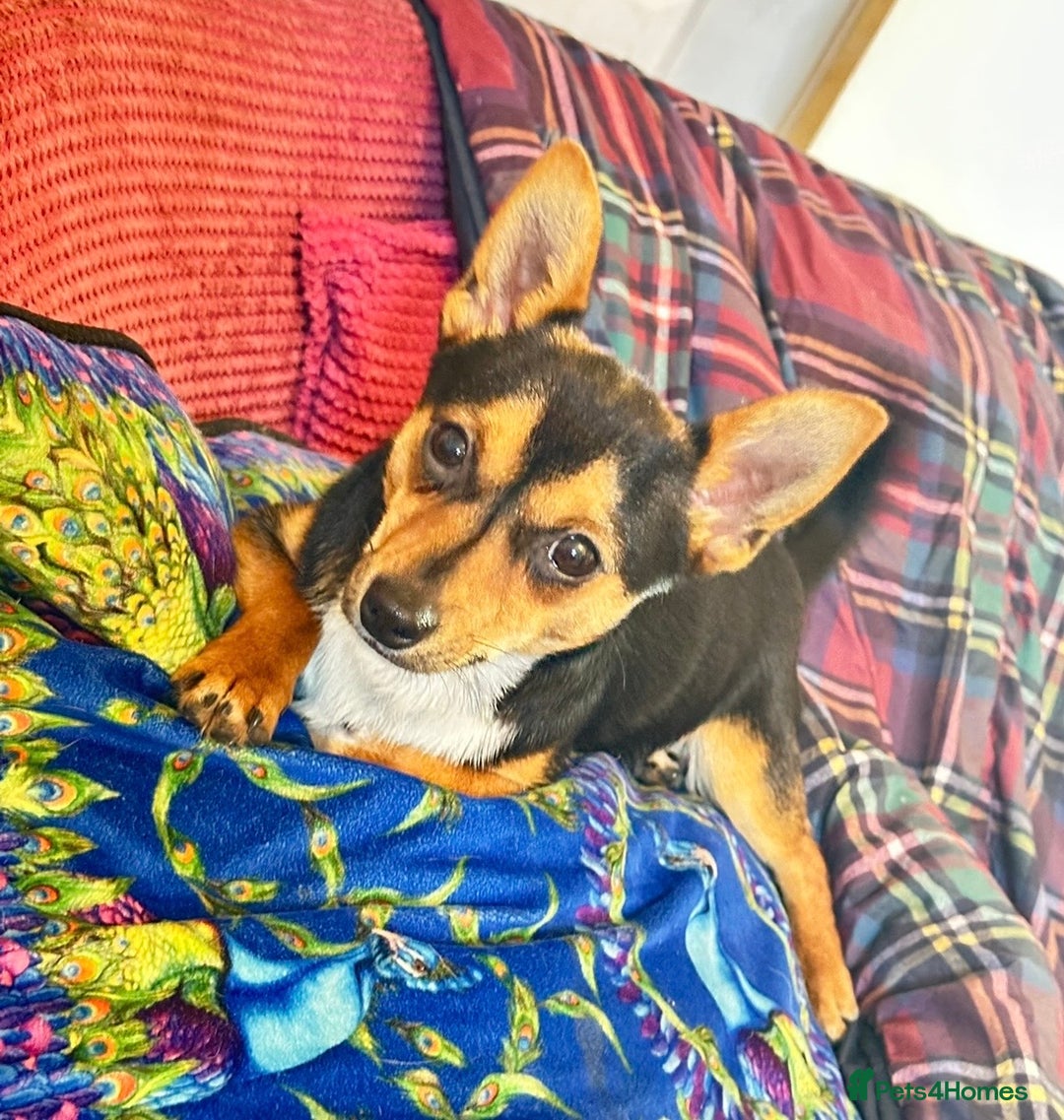 Mixed Breed dogs for sale: 3 dogs available due to death of partner  - Advert 1