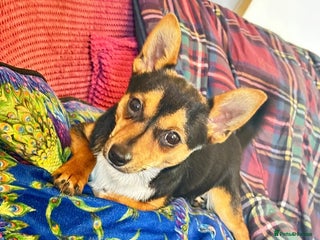 Mixed Breed dogs for sale: 3 dogs available due to death of partner - Advert 1