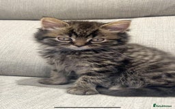 British Longhair cats for sale: Last British short hair kitten FEMALE  - Image 1