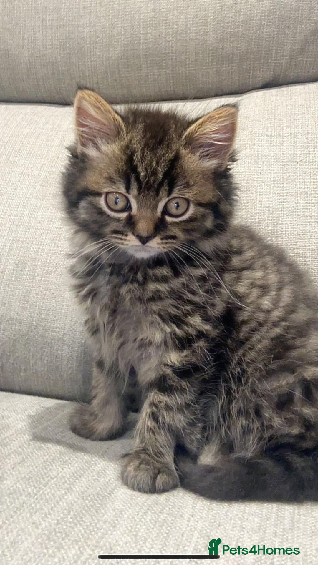 British Longhair cats for sale: Last British short hair kitten FEMALE  - Image 1