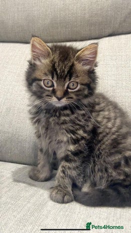 British Longhair cats - Advert 3