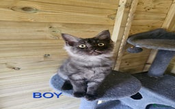 Maine Coon cats for sale: Maine Coon  - Image 2