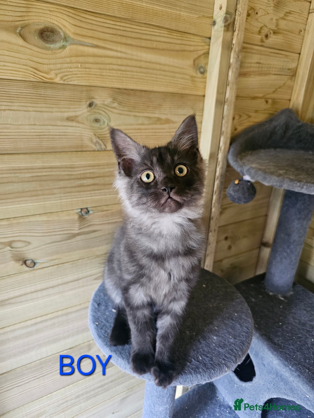 Maine Coon cats for sale: Maine Coon  - Image 2