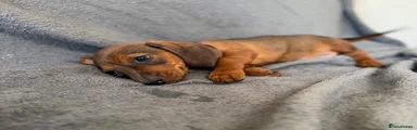 Miniature Dachshund 1