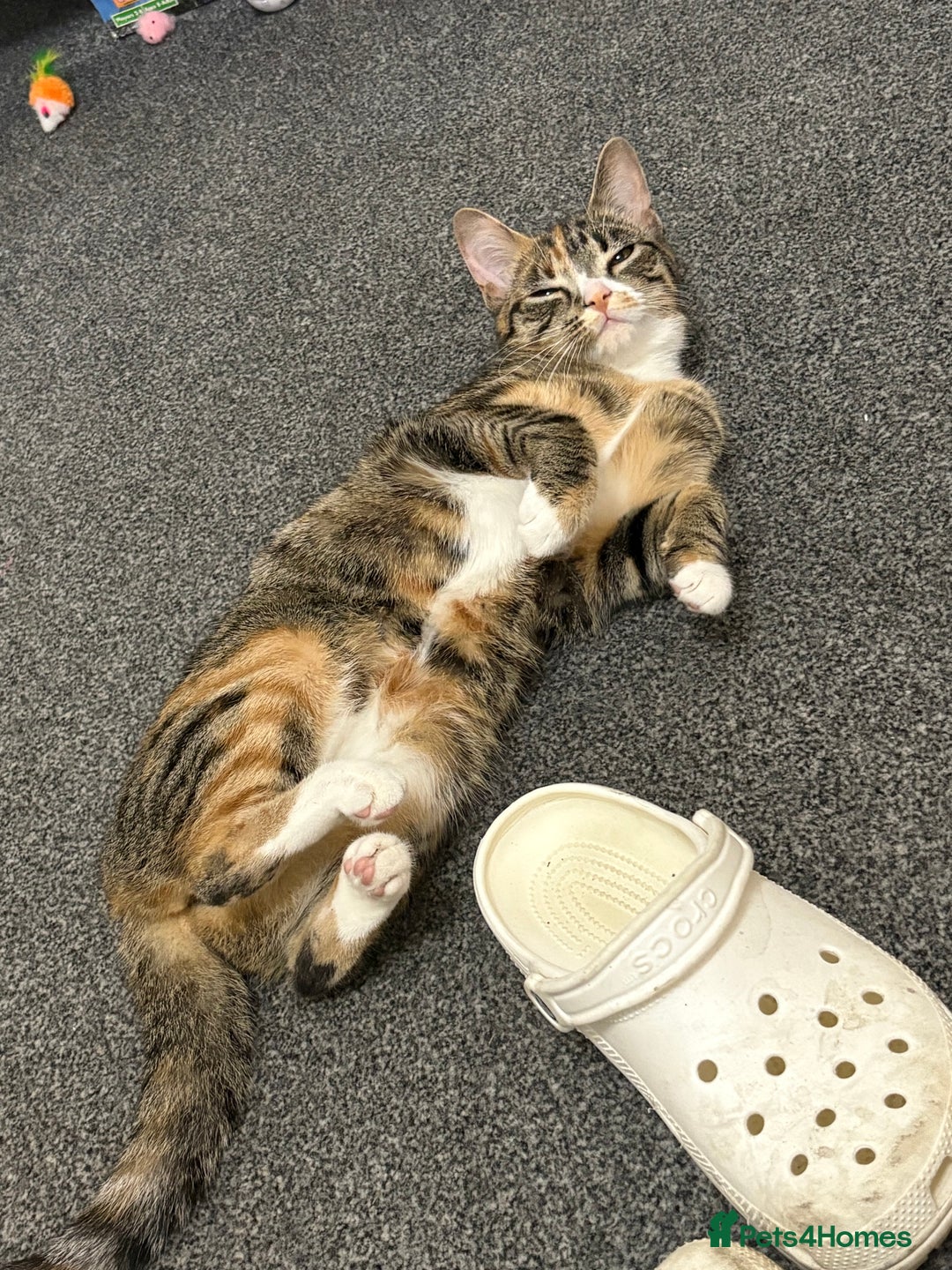 Mixed Breed cats for sale:  **   - Advert 2