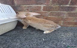 Mixed Breed rabbits for sale: Taka and Bobby - Image 9