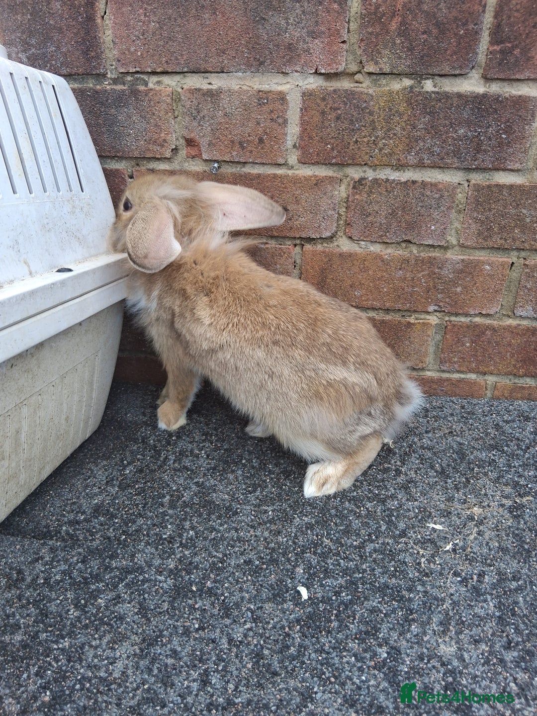Mixed Breed rabbits for sale: Taka and Bobby - Image 9
