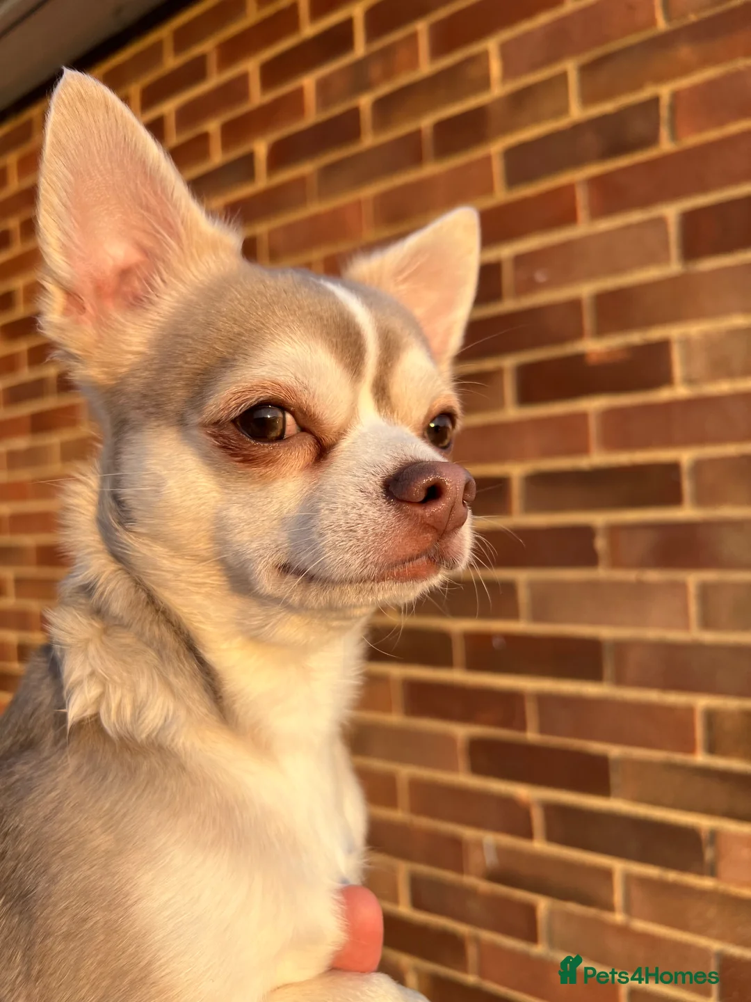 Chihuahua dogs for stud: Unique Chihuahua for Stud 🐾 in Southampton - Advert 7