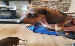Miniature Dachshund dogs for sale: Miniature Dachshund Puppies  - Image 7