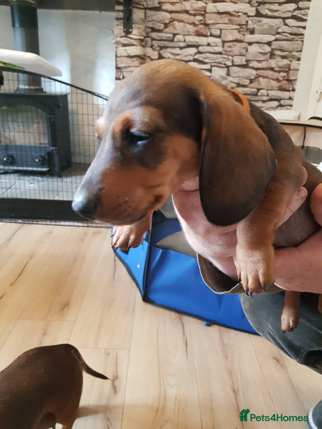 Miniature Dachshund dogs for sale: Miniature Dachshund Puppies  - Image 7