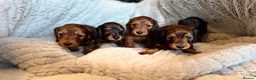 Miniature Dachshund dogs for sale: Mini Long hair dachshunds Kc registered  in Kingswinford - Advert 3