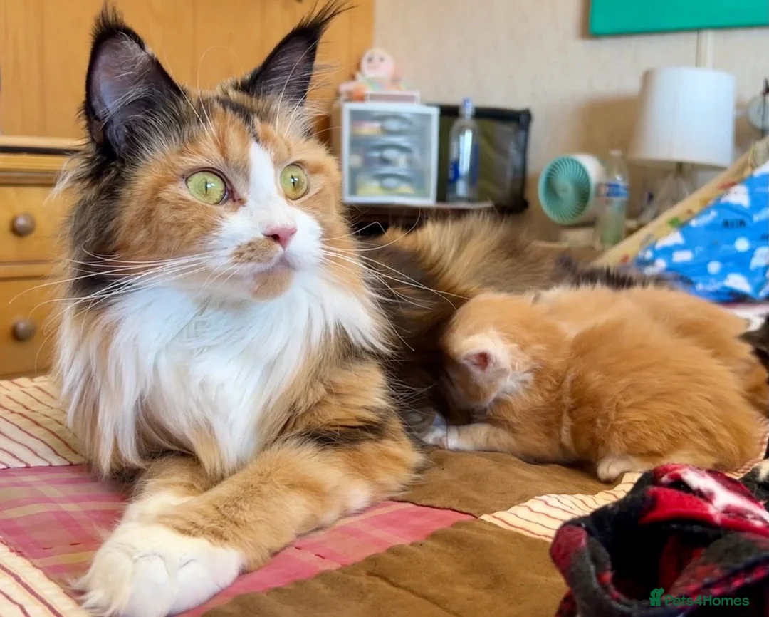 Maine Coon cats for sale: BEAUTIFUL MAINCOON KITTENS  - Advert 11