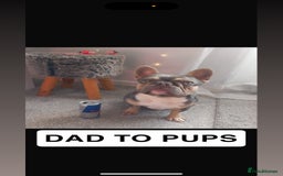 French Bulldog dogs for sale: Kc Reg Micro frenchies for sale - Image 23