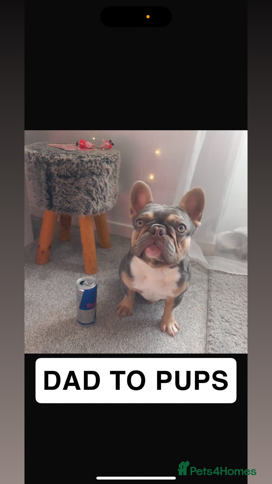 French Bulldog dogs for sale: Kc Reg Micro frenchies for sale - Image 23
