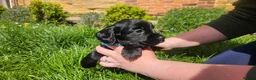 Cocker Spaniel dogs for sale: Meet lady's beautiful cocker spaniel puppies in Nottingham - Advert 7