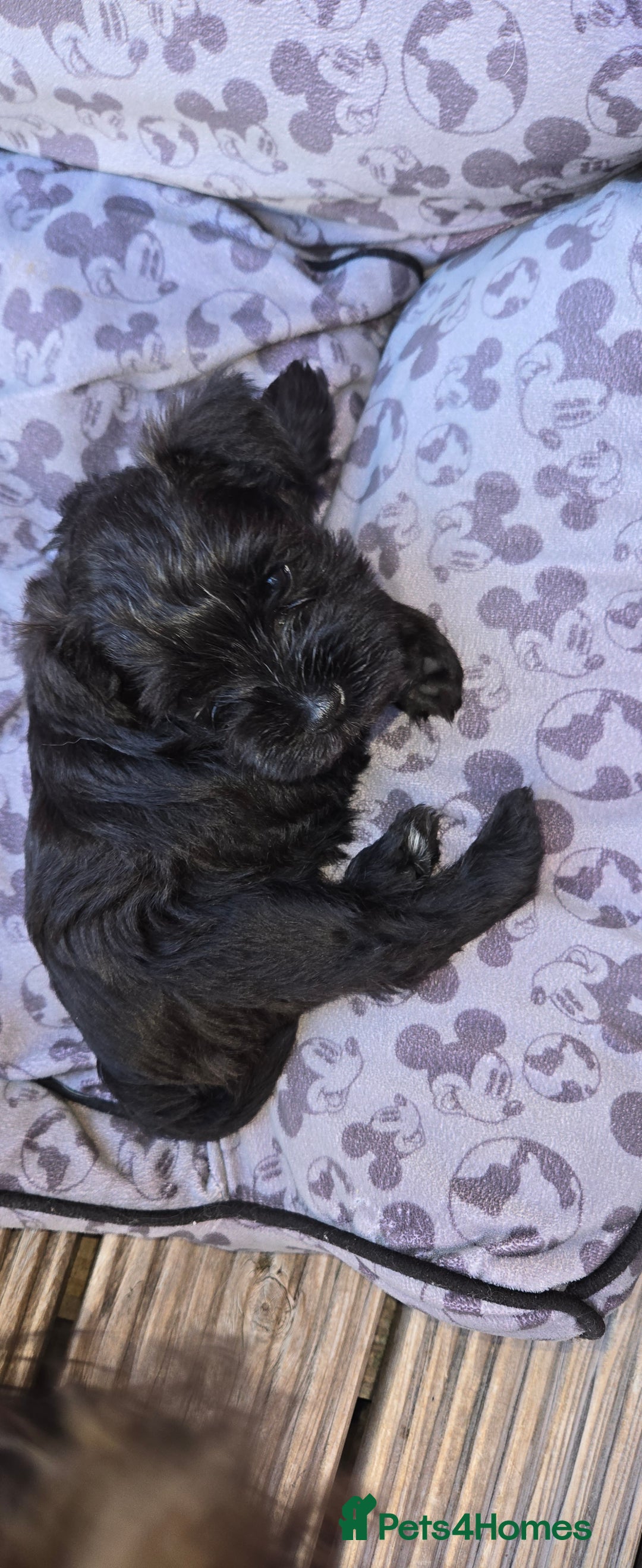 Miniature Schnauzer dogs for sale: Stunning KC Reg Mini Schnauzer - Image 3