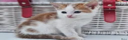 Mixed Breed cats for sale: Kittens for sale  - Advert 12