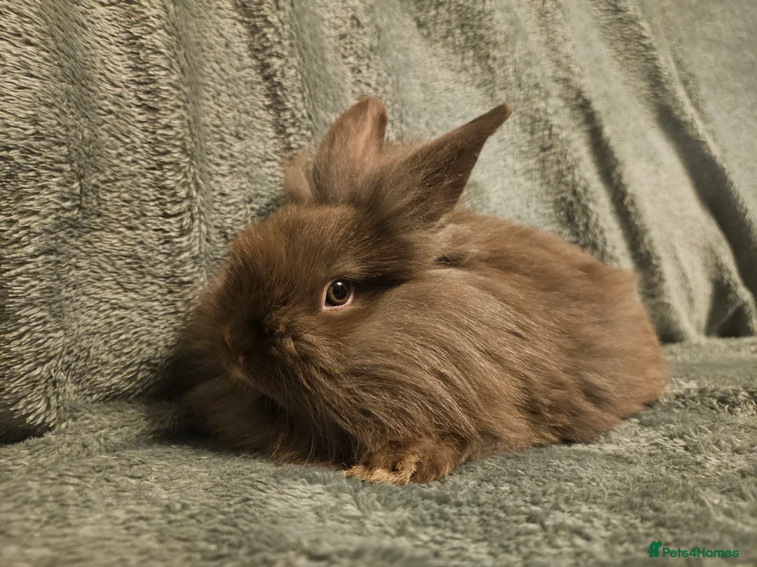 Lionhead rabbits for sale: Pure Lion head chocolate   **10 weeks ready **  - Advert 1