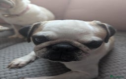 Pug dogs for sale: Beautiful panda pug  - Image 3