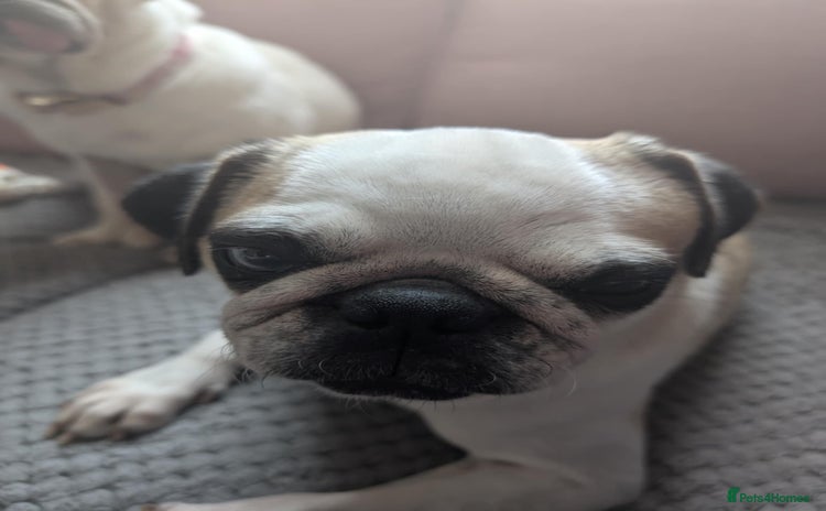 Pug dogs - Advert 1