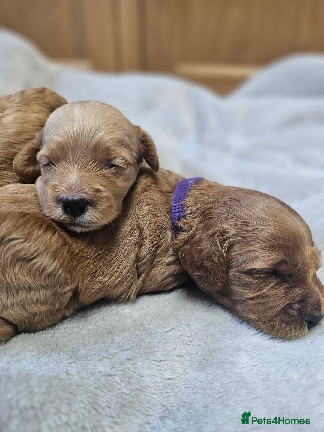 Cockapoo dogs for sale: 4 beautiful cockapoo puppies - Image 16