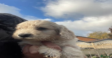 Cockapoo dogs - Advert 1