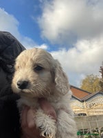 Cockapoo dogs - Advert 1