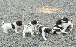 English Springer Spaniel dogs for sale: KC Working English Springer Spaniel puppies  - Image 13